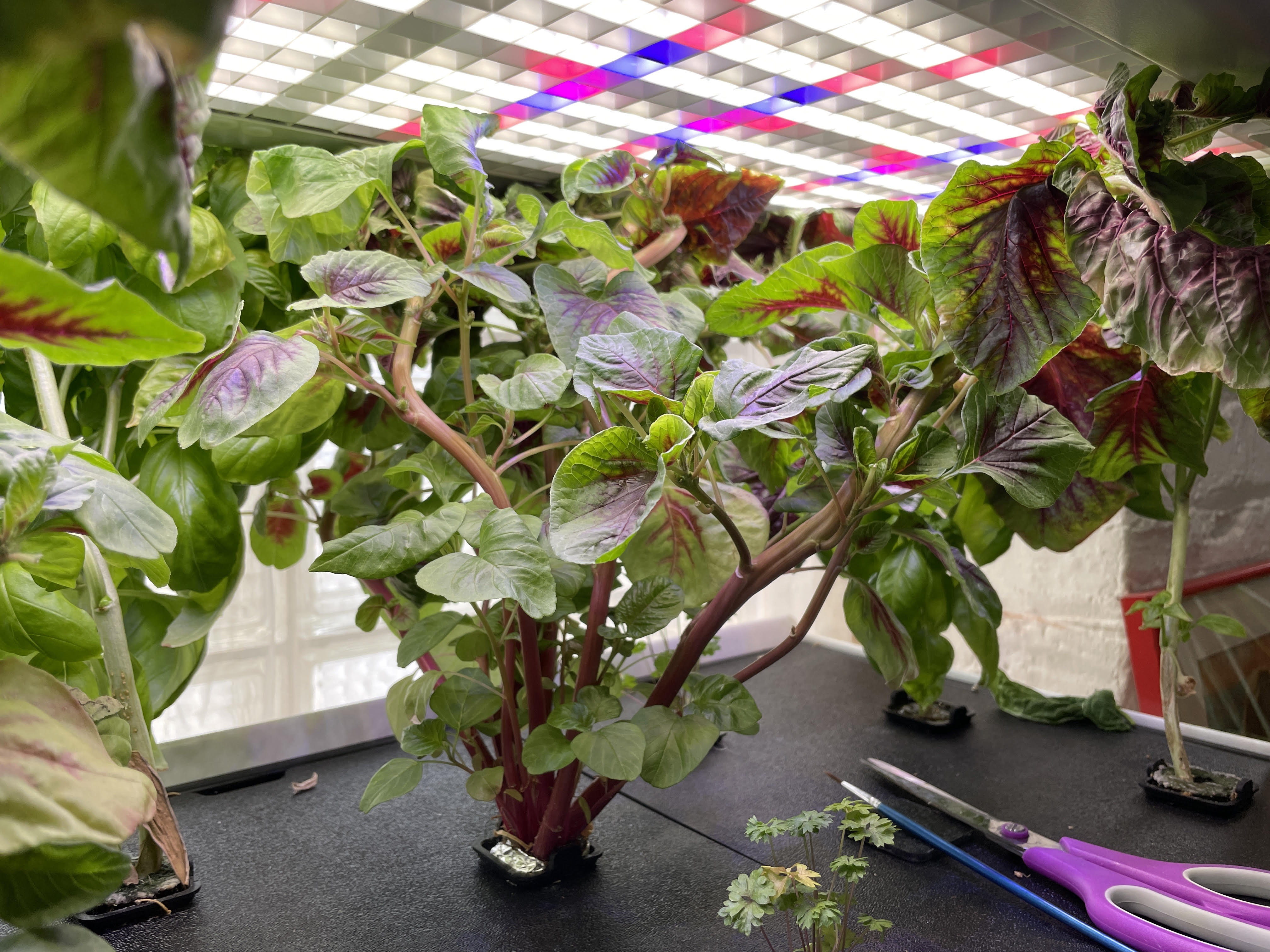Fresh produce harvested from an HVP classroom system.