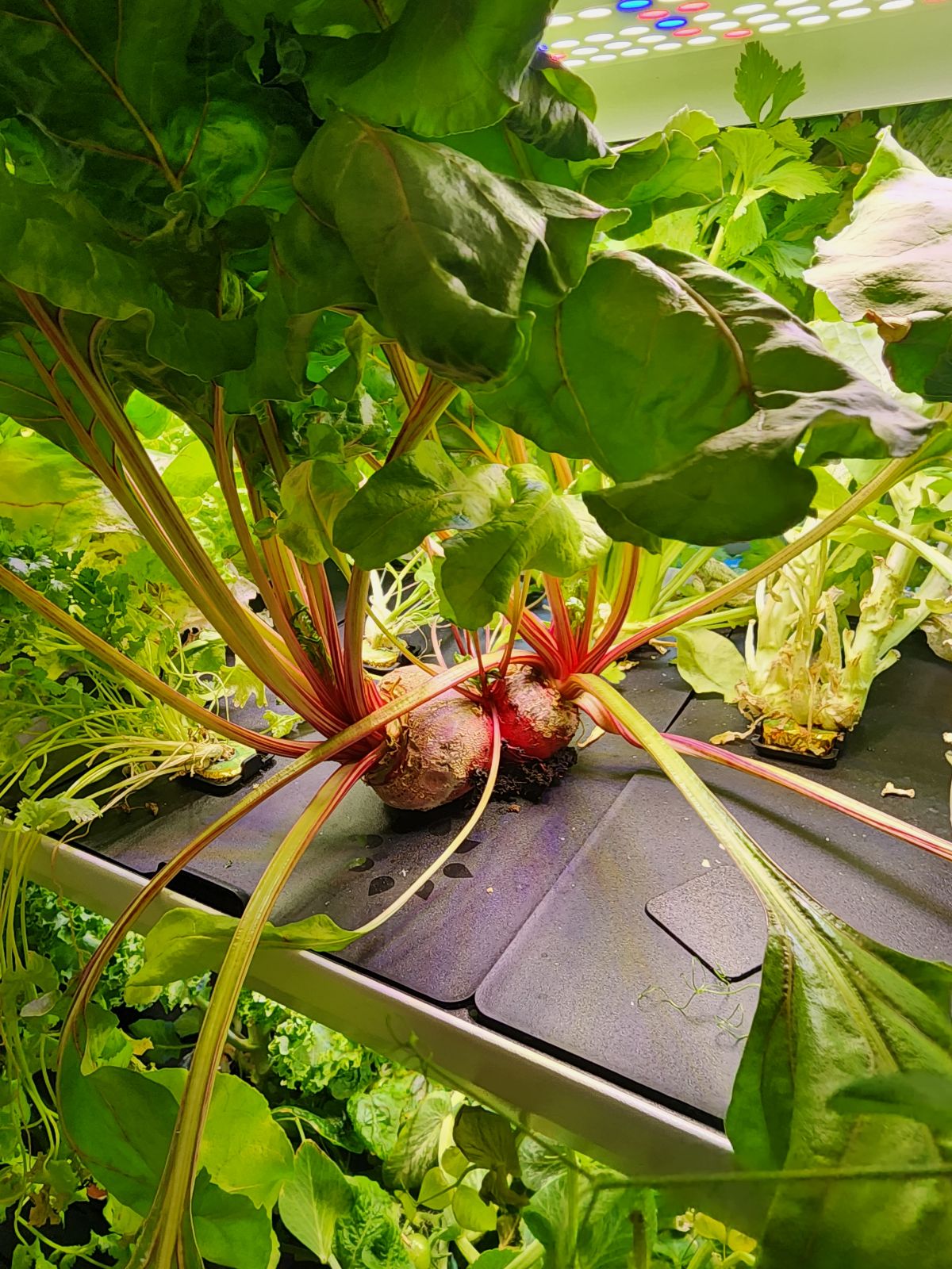 A beet emerging from the growing medium.
