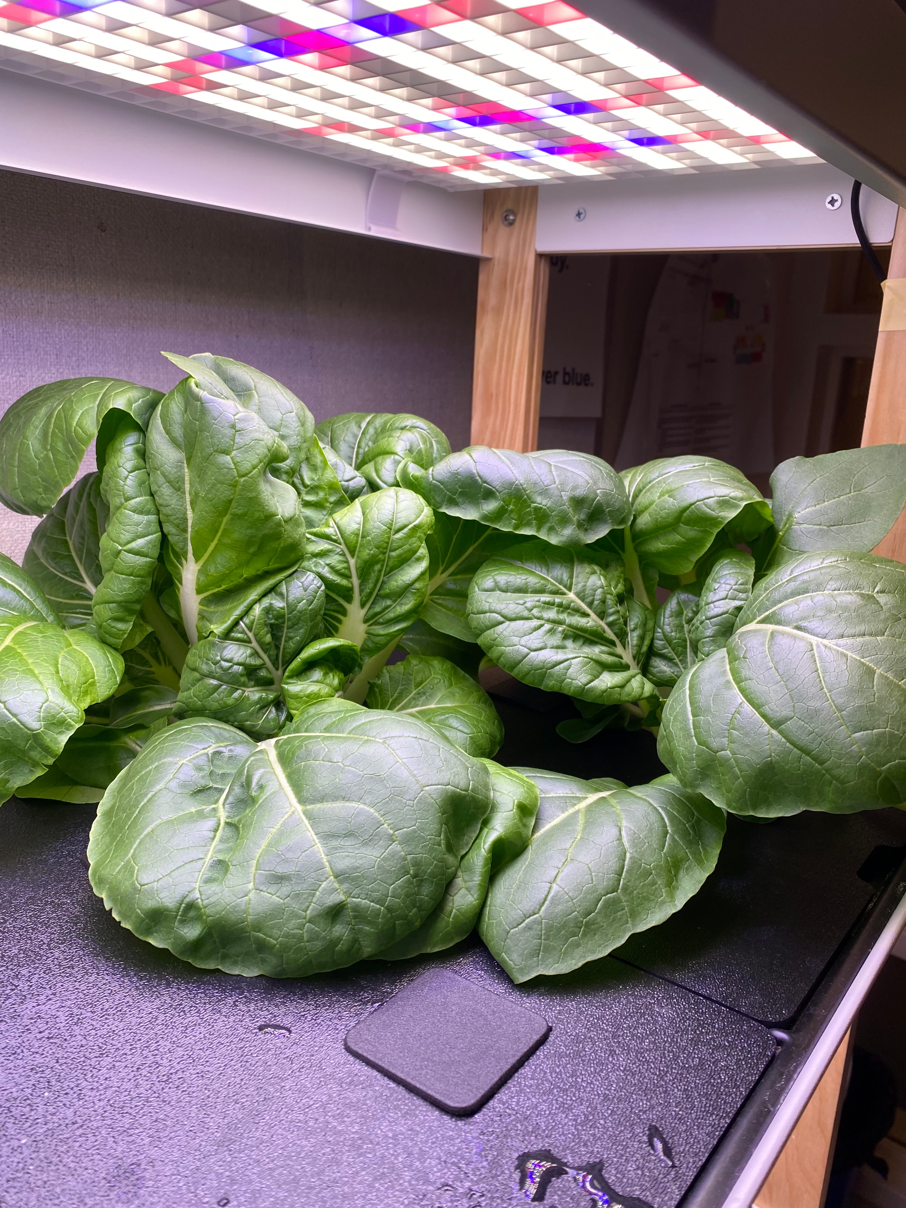 Bok choy harvested from a classroom hydroponic system.