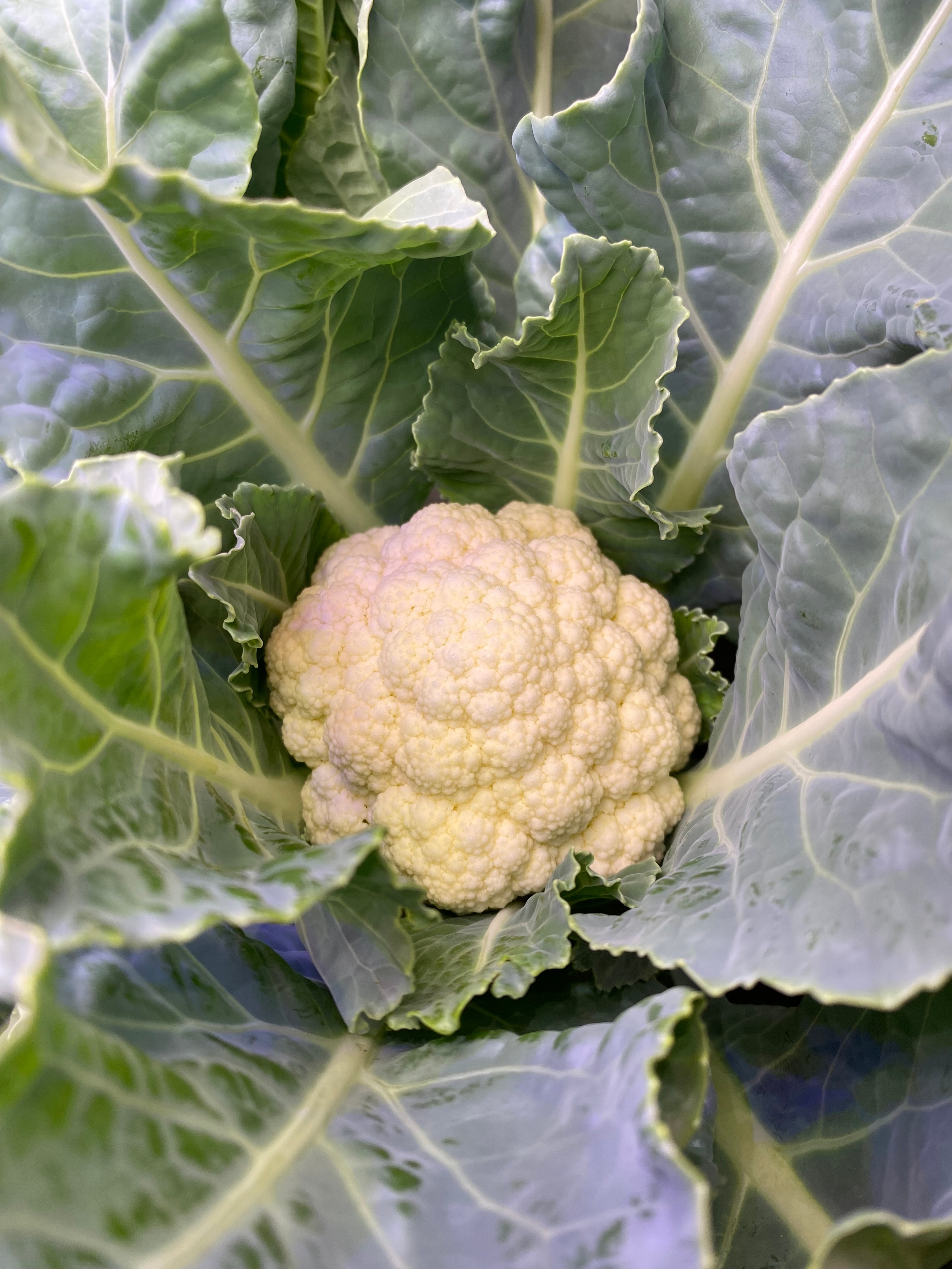 Cauliflower close-up.