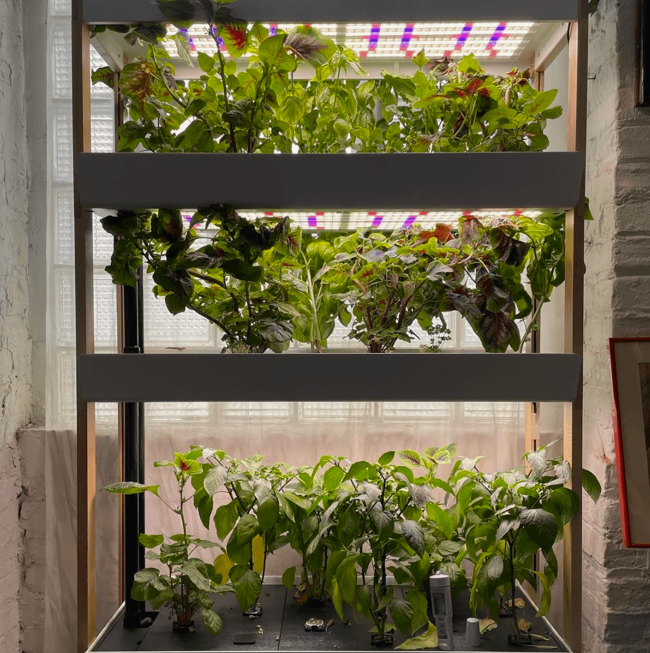 A full HVP hydroponic system in the classroom.