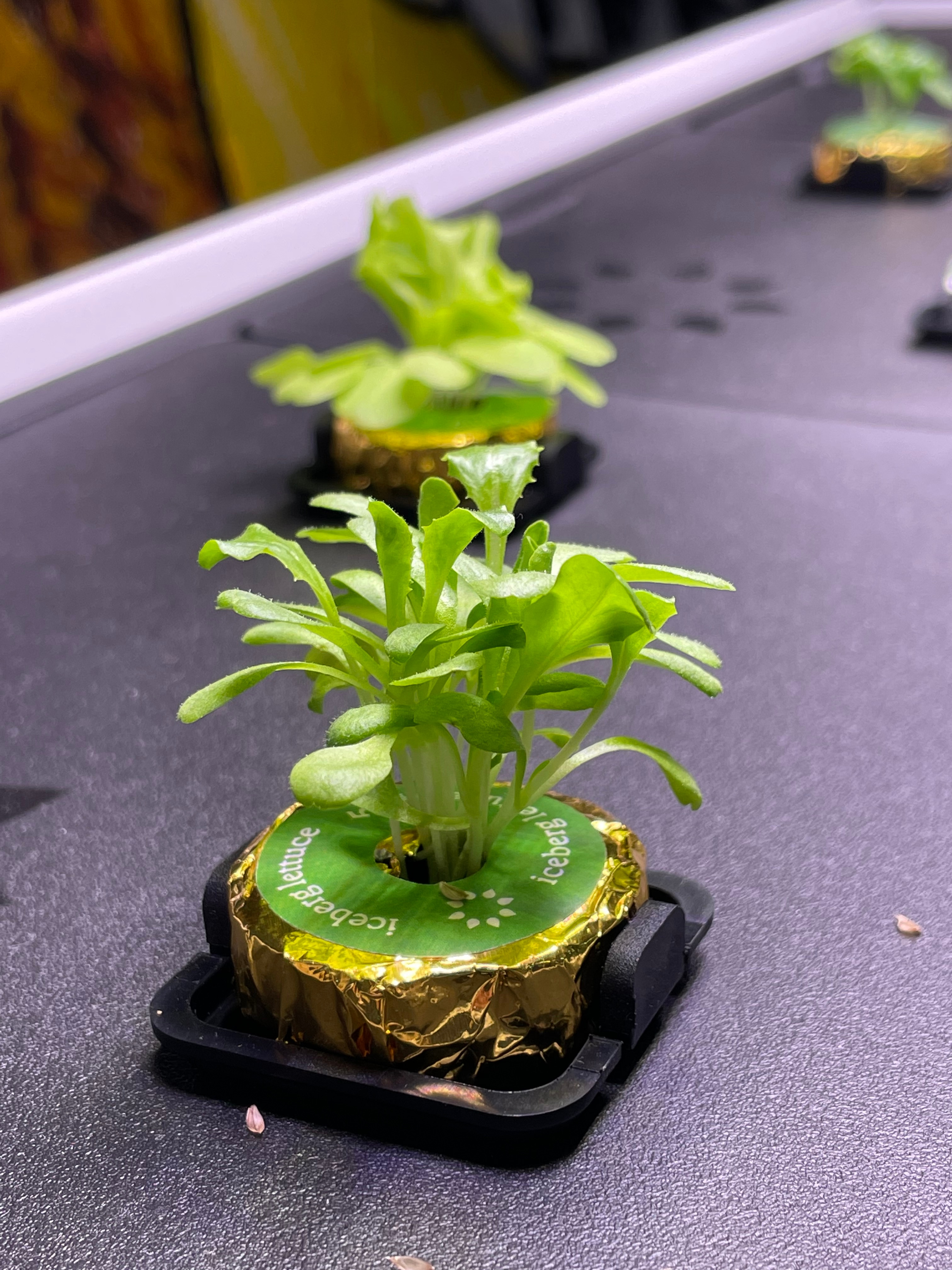Lettuce sprouts, macro.