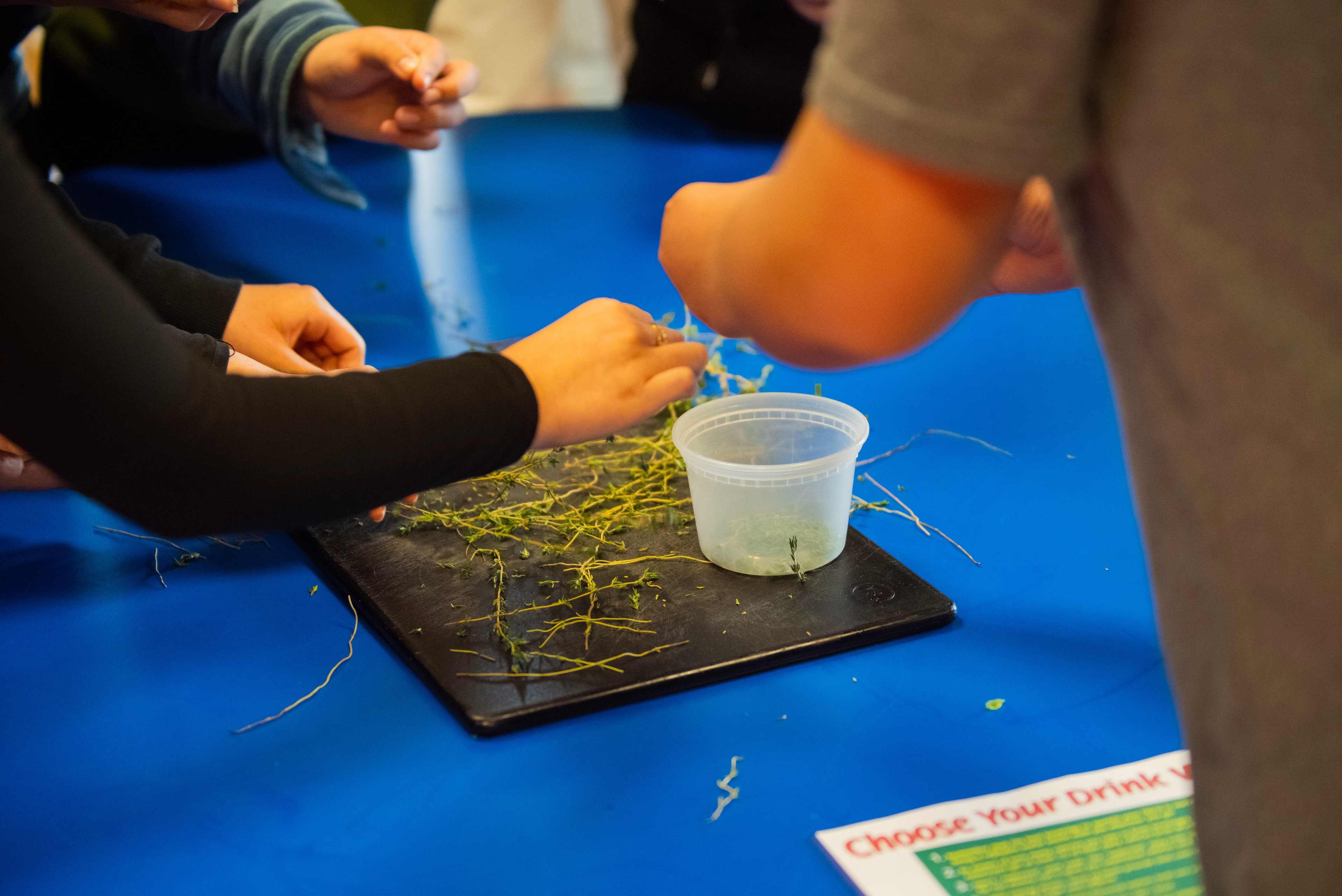 Fresh thyme harvested from the Talcott classroom garden.