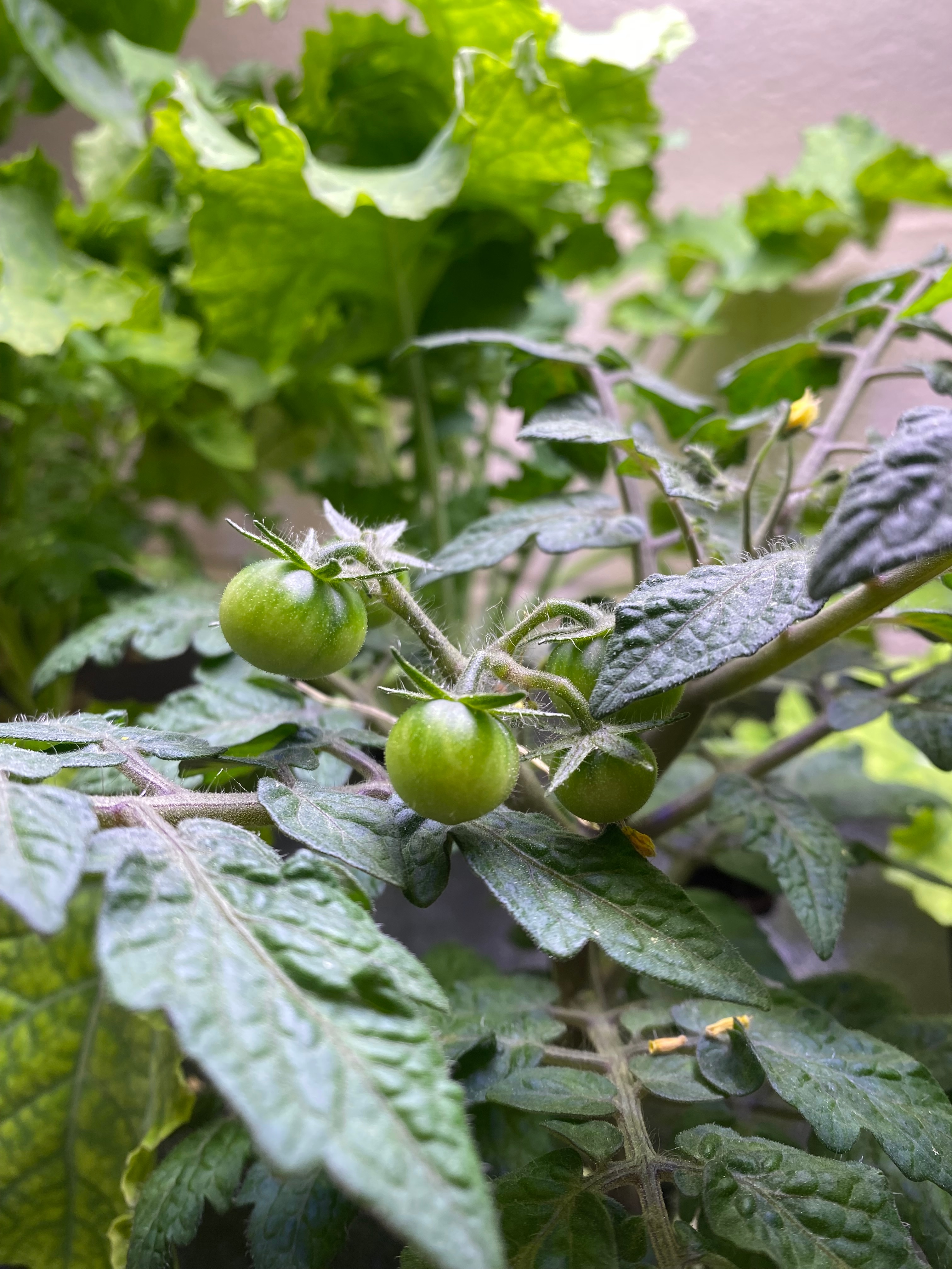Green cherry tomatoes ripening on the vine.