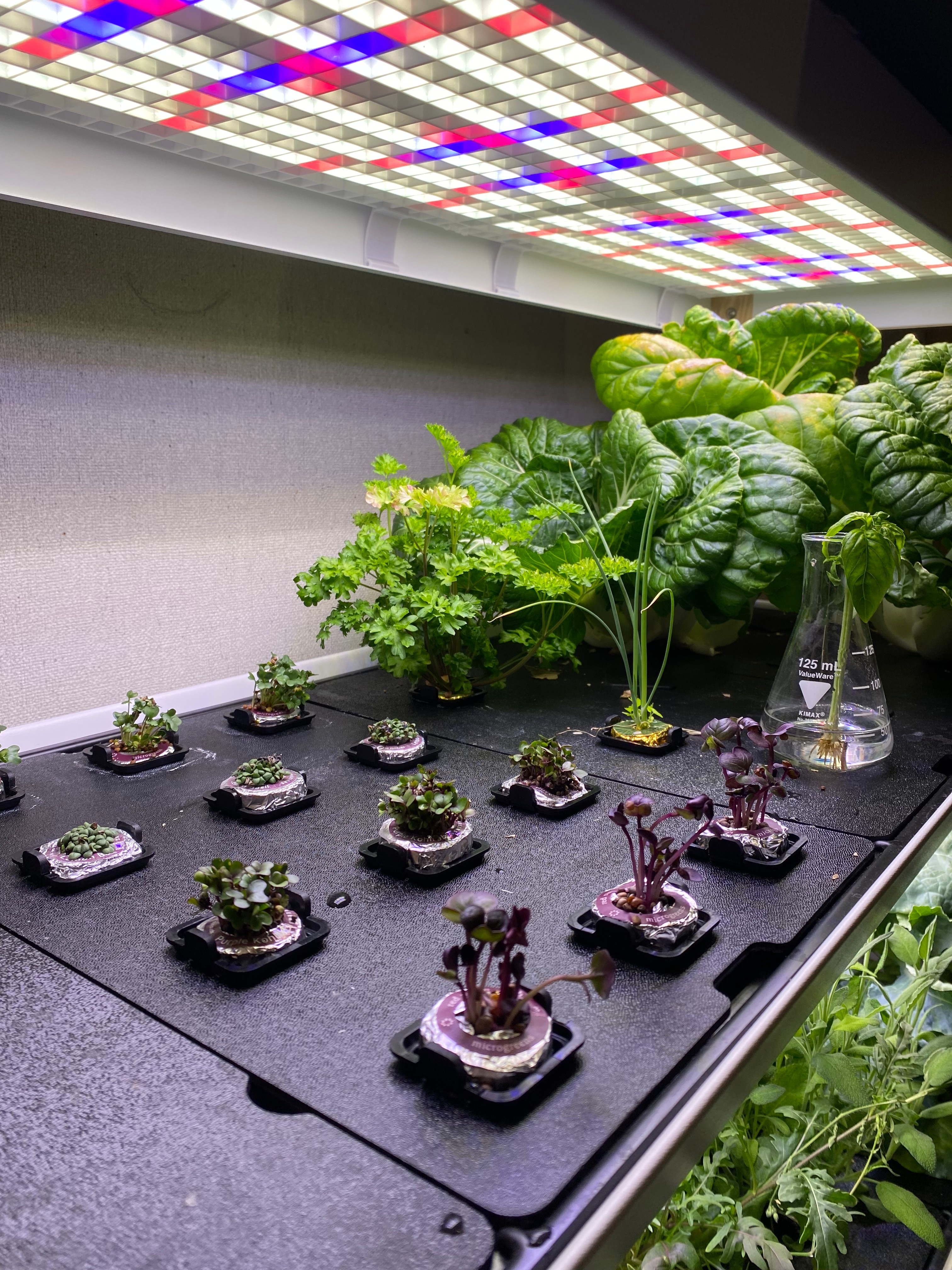 A full tray of varied produce harvested from the Rise Gardens system.