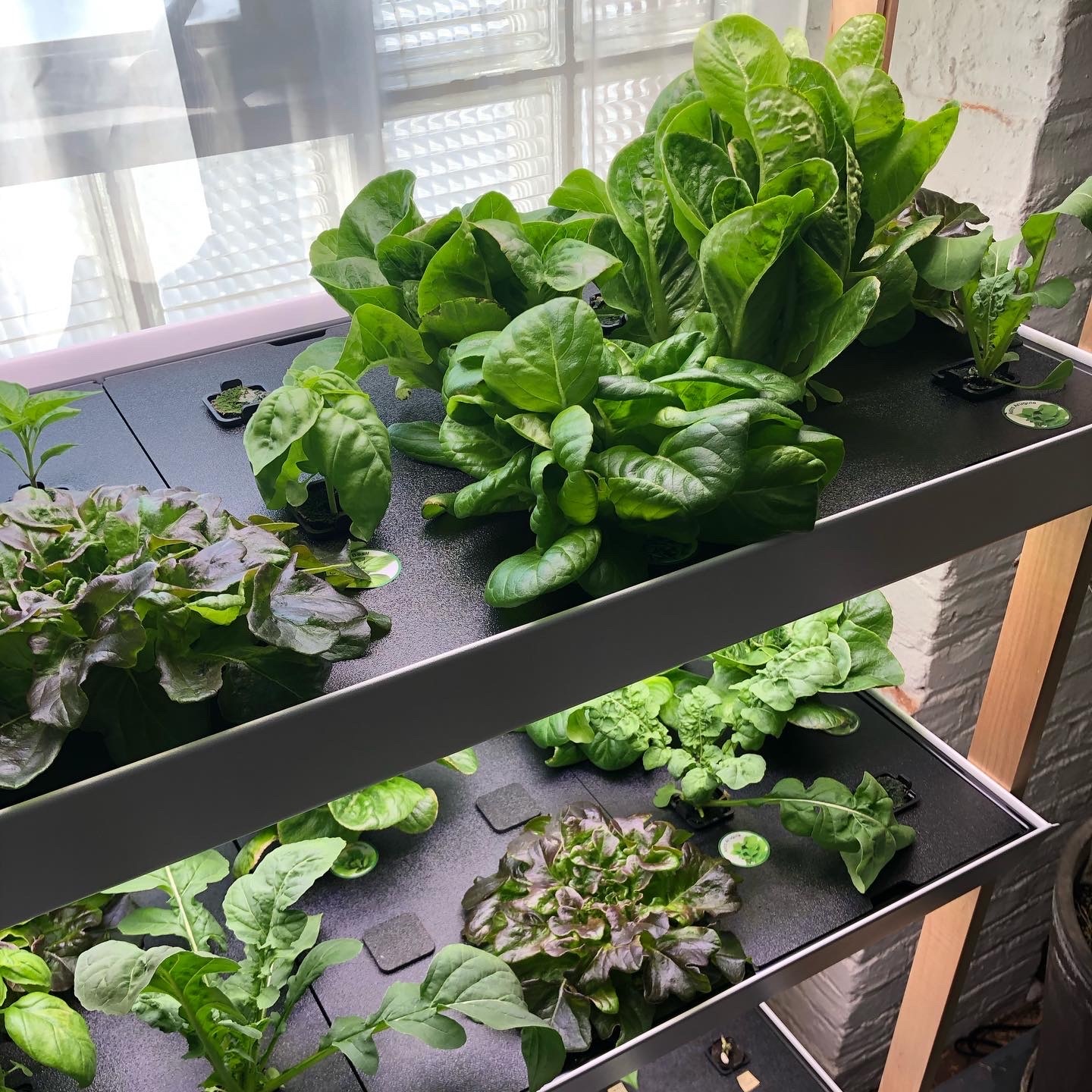 Wide view of a full HVP classroom harvest.