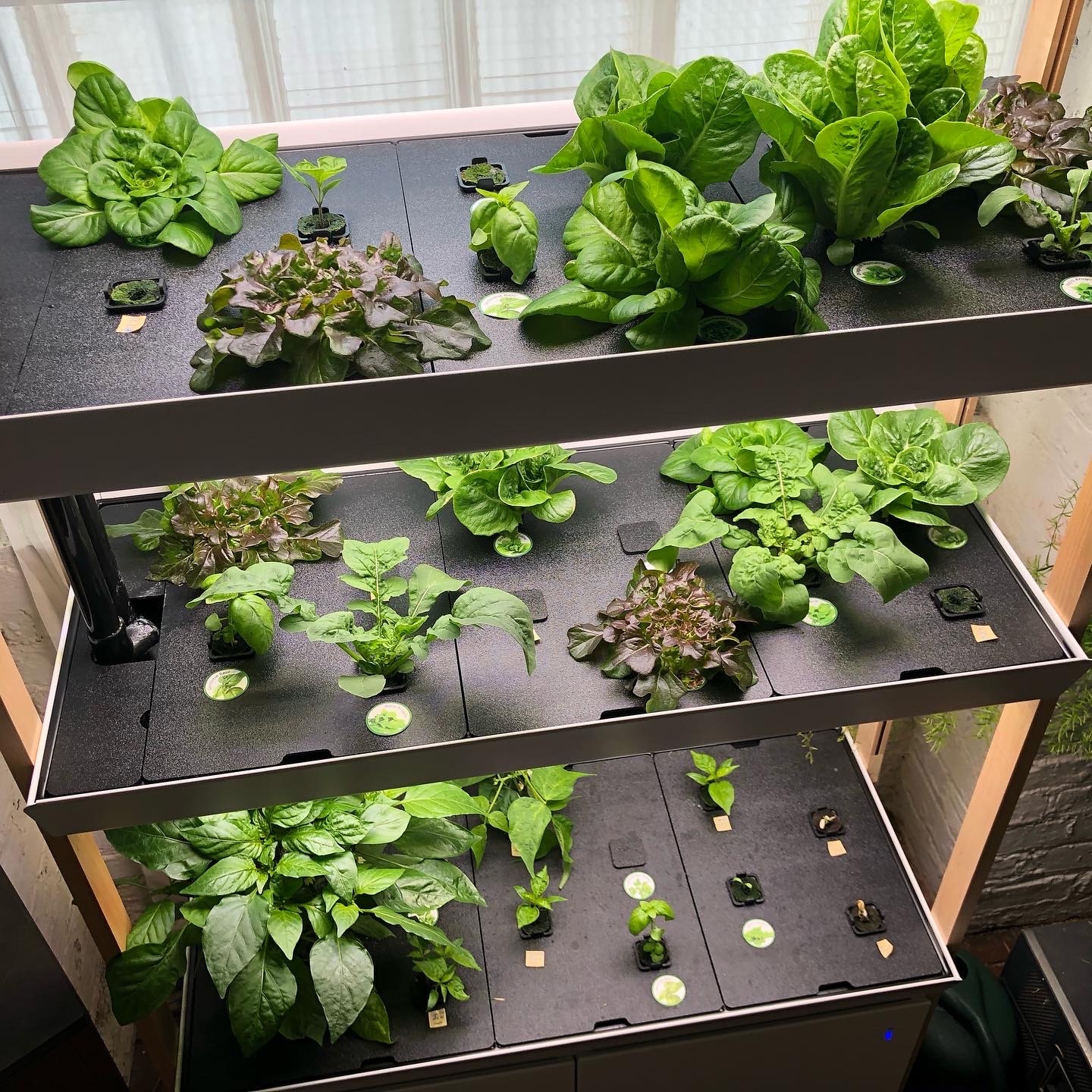 Classroom hydroponic system installed and running.