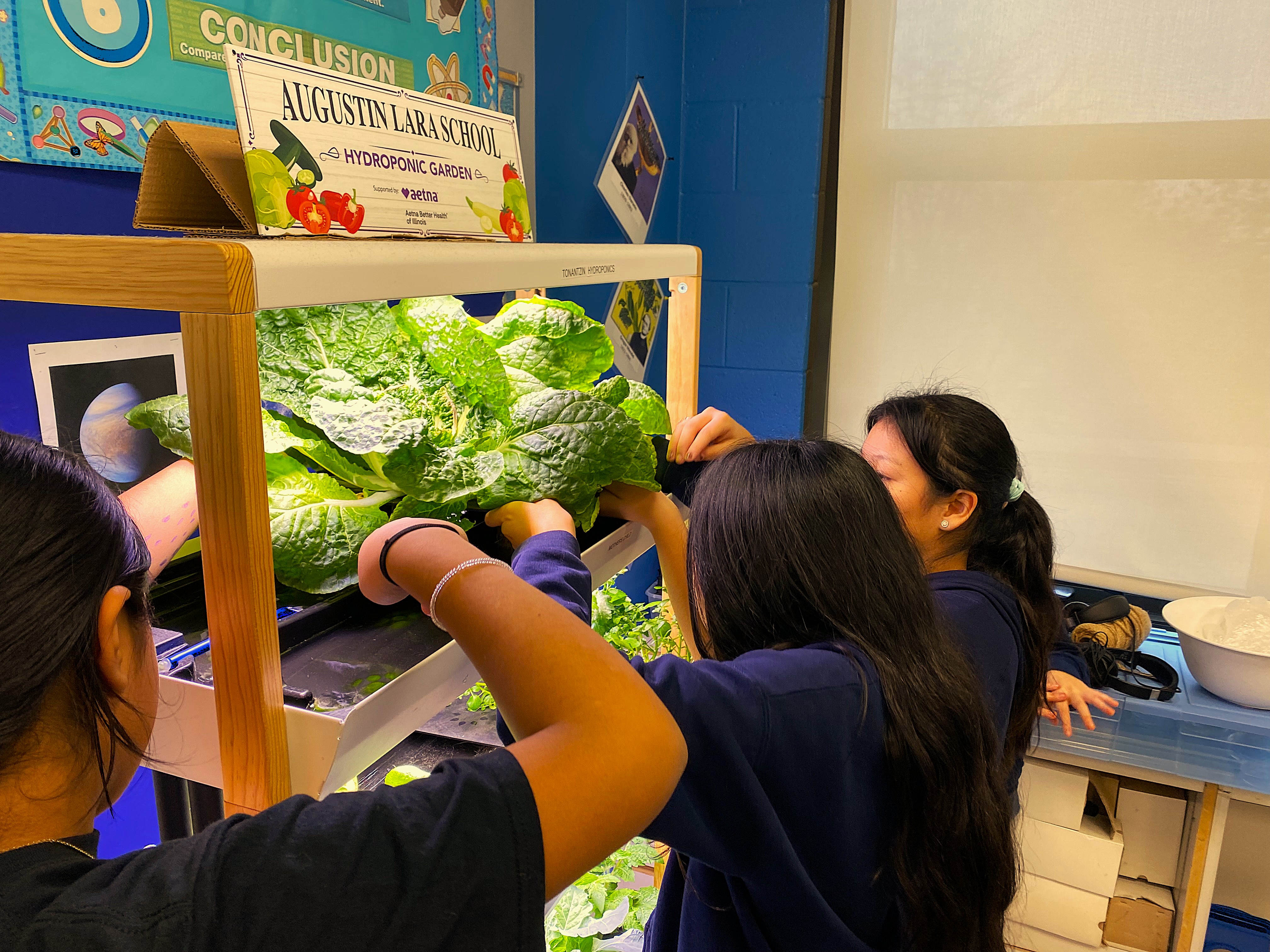 Augustin Lara School students harvesting romaine from the Tonantzin hydroponic garden.